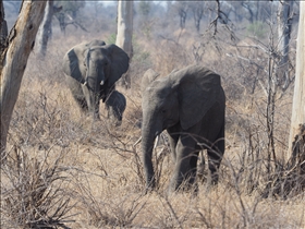 Kruger NP